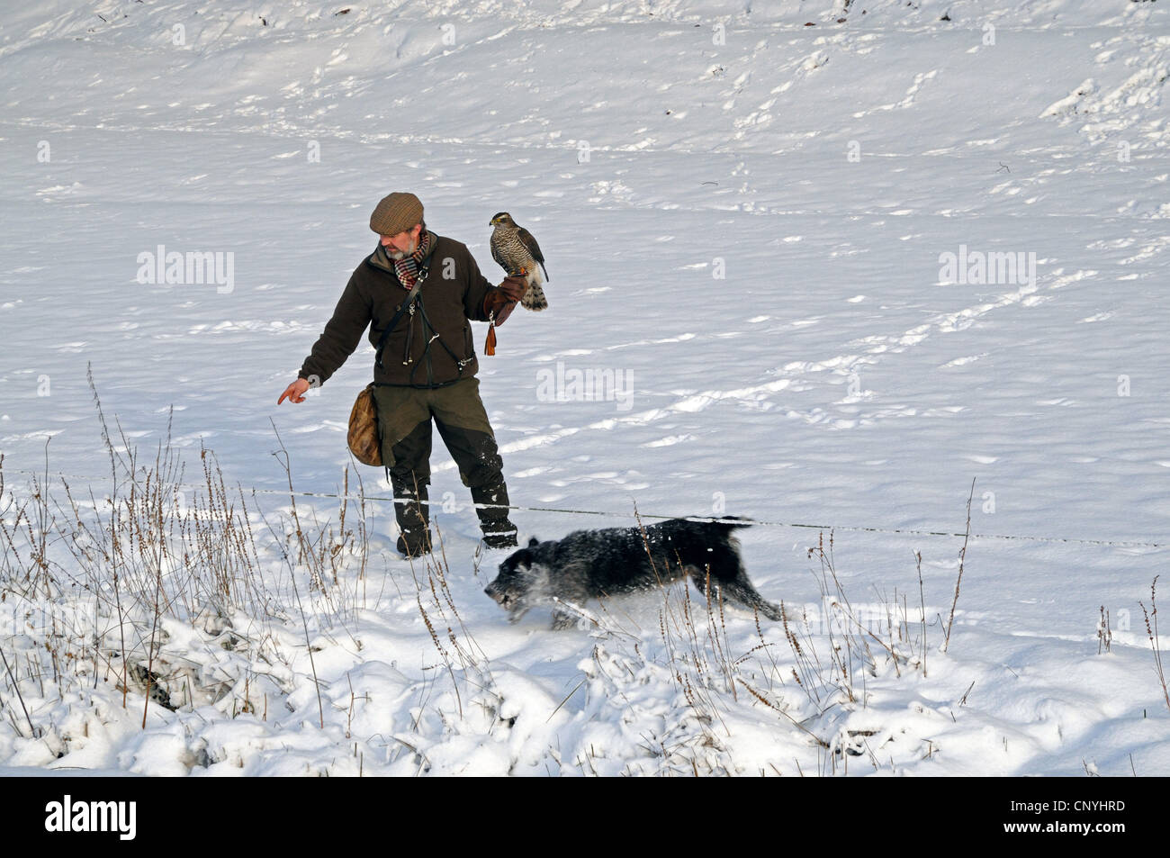 nördlichen Habicht (Accipiter Gentilis), Jäger mit Hund und nördlichen Habicht Jagd im Schnee Stockfoto