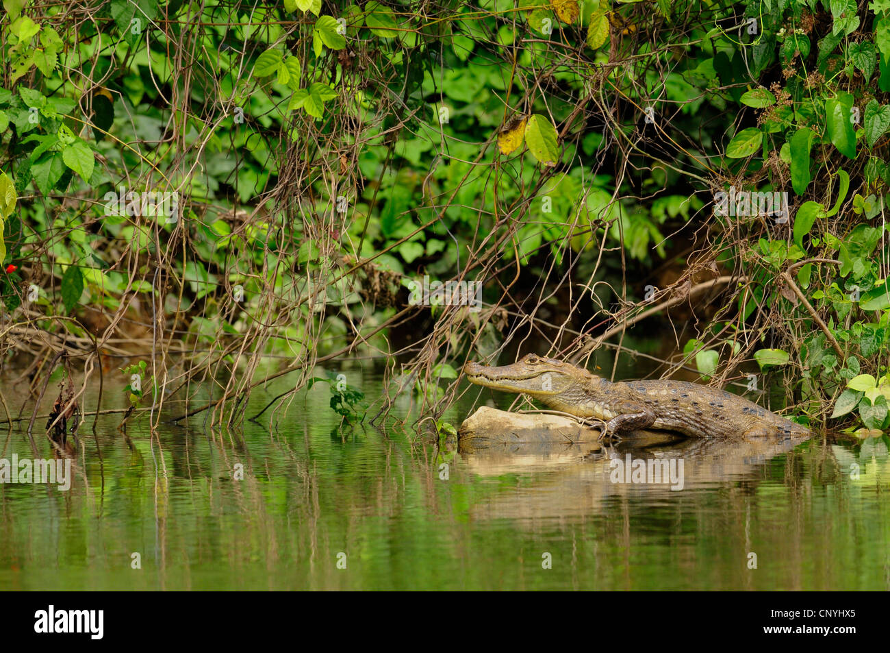 brillentragende Kaiman (Caiman Crocodilus), liegend auf einer Uferpromenade, Honduras, La Mosquitia, Las Marias Stockfoto