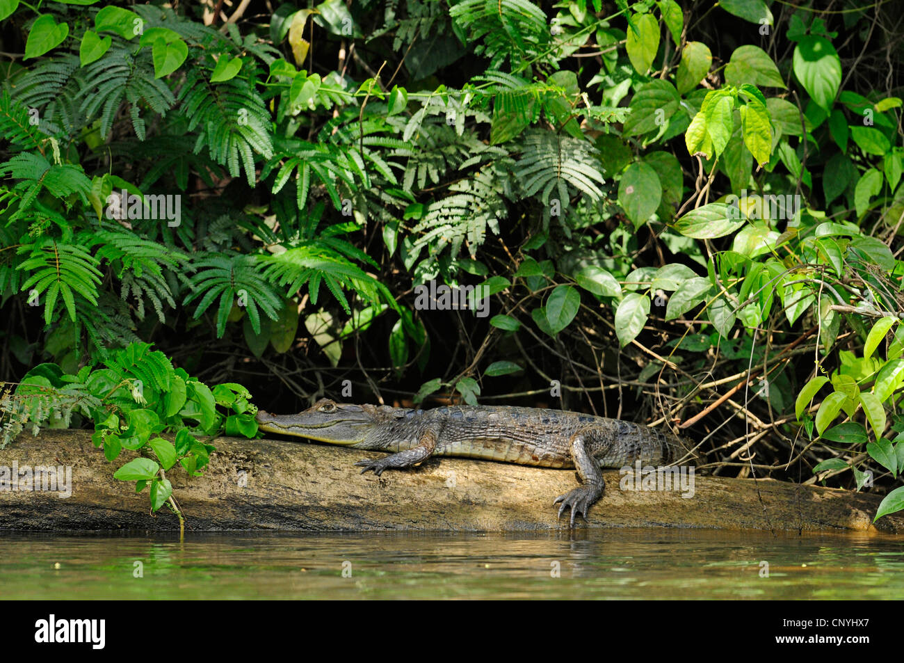 brillentragende Kaiman (Caiman Crocodilus), liegend auf einer Uferpromenade, Honduras, La Mosquitia, Las Marias Stockfoto