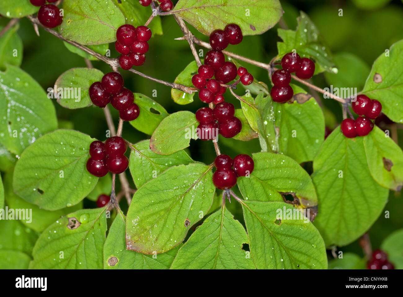 Europische rote Heckenkirsche (Lonicera Xylosteum), Zweig mit reifen  Frchten, Deutschland Stockfotografie - Alamy