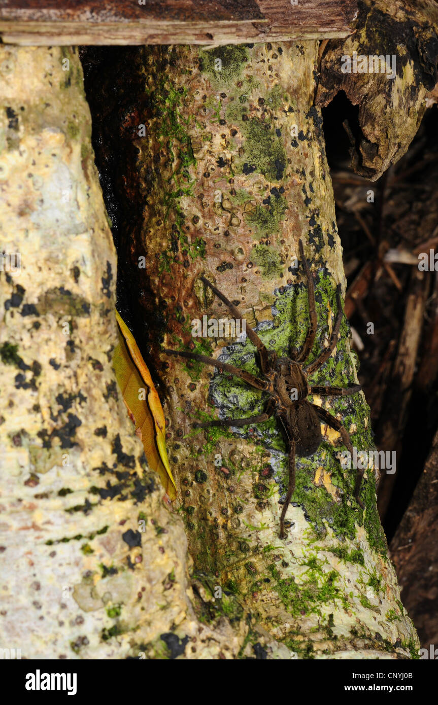 Vogelspinnen und Vogelspinnen (tritt, Aviculariidae), Vogel Spinne sitzt auf einem Baumstamm, Roatan, Honduras, Bay Islands Stockfoto