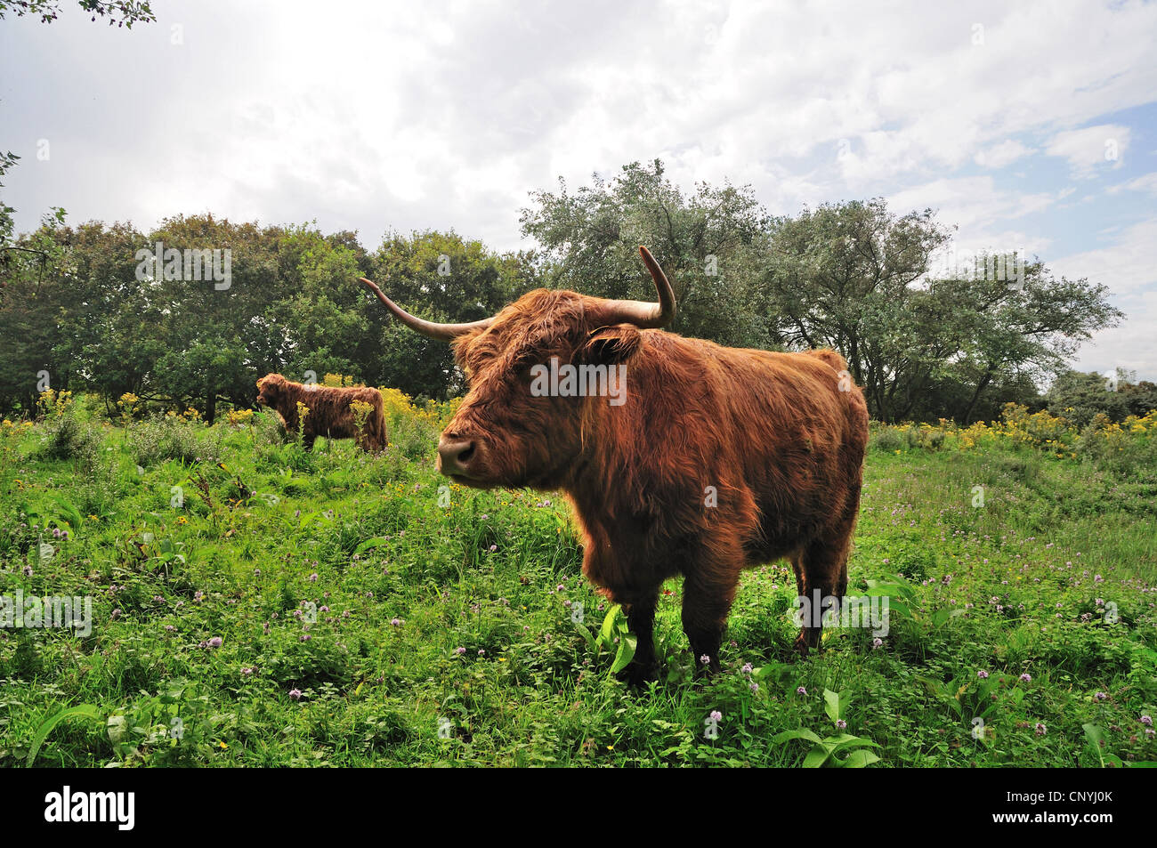 Schottische Hochlandrinder (Bos Primigenius F. Taurus), stehend auf einer Weide, Niederlande, Cadzand Stockfoto
