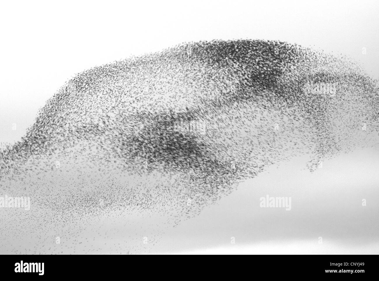 gemeinsamen Star (Sturnus Vulgaris), fliegen Herde in der Nähe ein Quartier Website, Großbritannien, Schottland Stockfoto