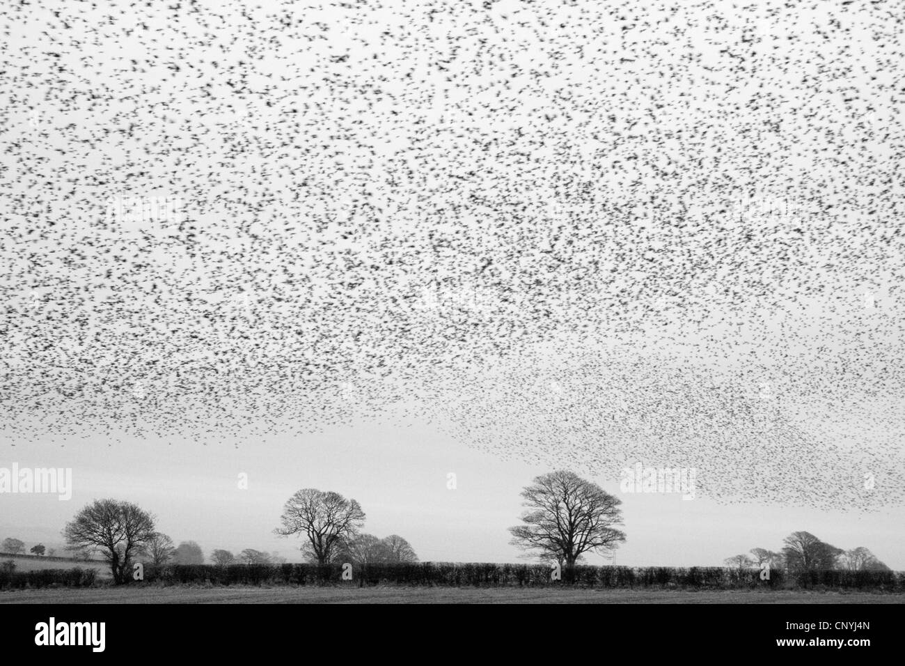 gemeinsamen Star (Sturnus Vulgaris), Sky über eine Wiese Landschaft schwarz aus einem fliegenden Herde, Großbritannien, Schottland Stockfoto