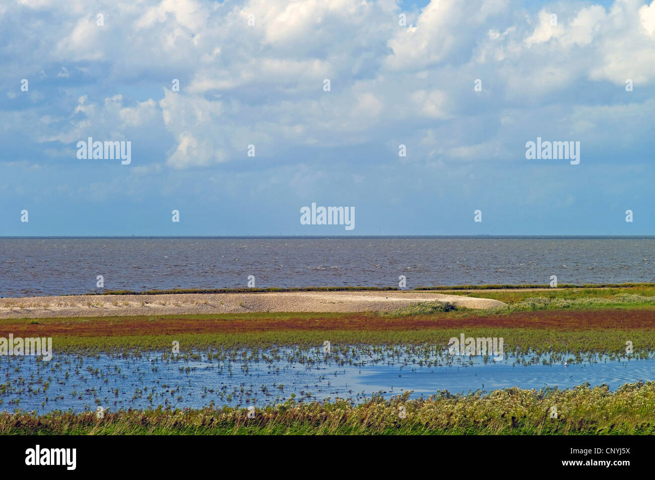 Salzwiesen bei Flut an der Nordsee, Deutschland, Niedersachsen, Lower Sachsen Nationalpark Wattenmeer Stockfoto