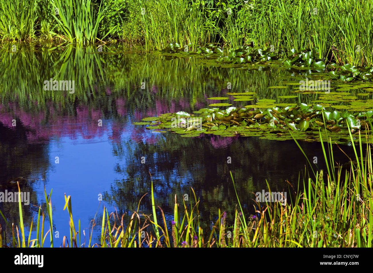 Teich seerosen Fotos und Bildmaterial in hoher Auflösung Alamy