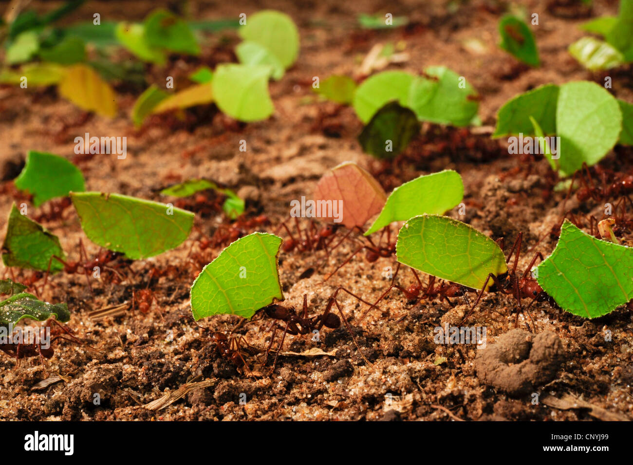 Leafcutting Ant (Atta spec.), große Anzahl von Tieren tragen Stücke der Blätter über den Wald, Boden, Honduras, La Mosquitia, Las Marias Stockfoto