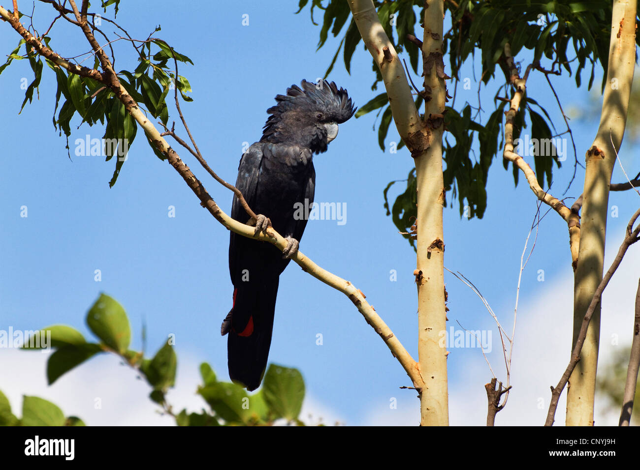 Red-tailed Black-Cockatoo (Calyptorhynchus Banksii), sitzt auf einem Ast, Australien, Queensland Stockfoto