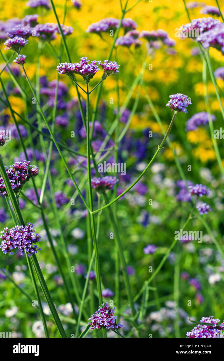 Hohes Eisenkraut (Verbena Bonariensis), blühen, Deutschland Stockfoto