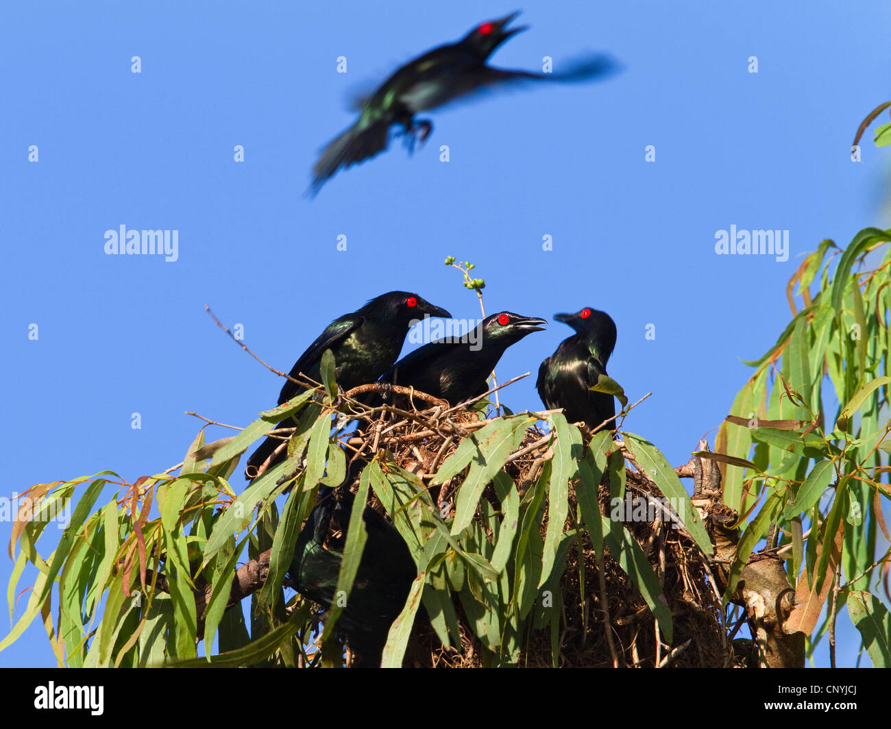 Shining Star (Aplonis Metallica), Shining Starling in Brutkolonie, Australien, Queensland, Daintree Nationalpark Stockfoto