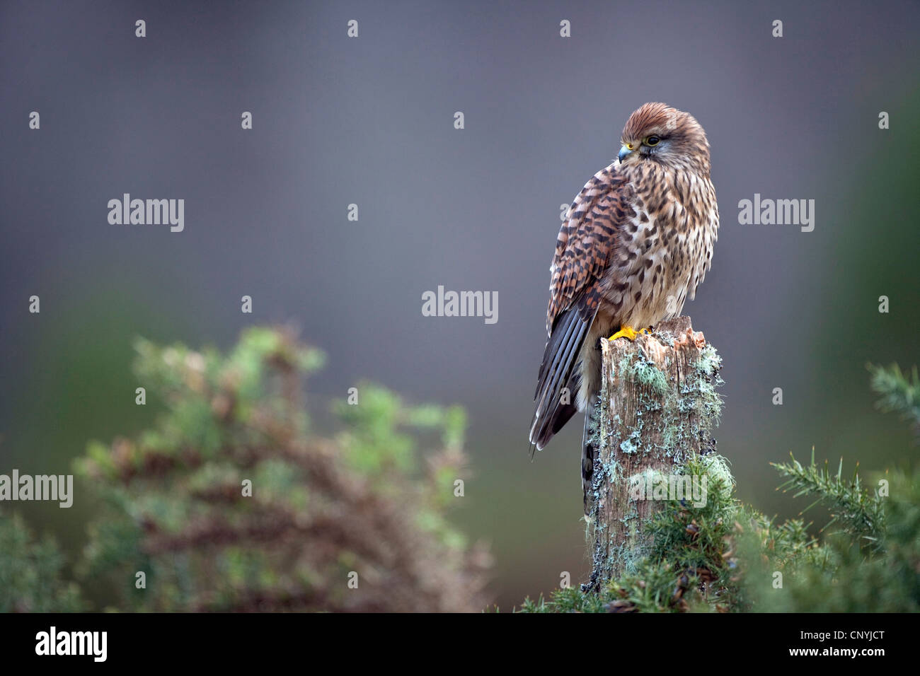 Turmfalken (Falco Tinnunculus), sitzt auf einem Zaunpfahl, Großbritannien, Schottland, Glenfeshie Stockfoto