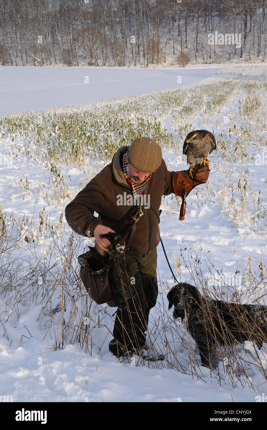 nördlichen Habicht (Accipiter Gentilis), Jäger mit nördlichen Habicht, Jagdhund und Frettchen Kaninchen im Schnee, Deutschland Stockfoto