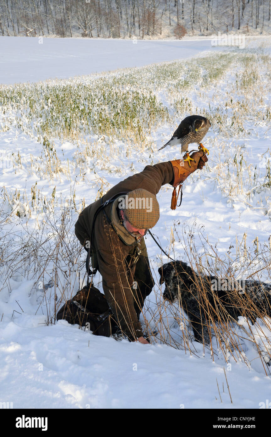 nördlichen Habicht (Accipiter Gentilis), Jäger mit nördlichen Habicht und Jagdhund absetzen ein Frettchen, Kaninchen Graben im Schnee, Deutschland Stockfoto