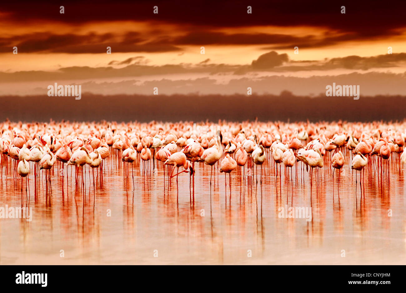 Afrikanischen Flamingos in den See schöner Sonnenuntergang, Herde exotischer Vögel im natürlichen Lebensraum, Afrika Landschaft, Kenia Natur Stockfoto