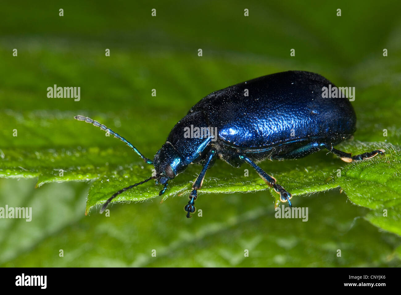 Getreidehähnchen (Oreina Cacaliae Oder / oder Oreina Speciosissima), sitzt auf einem Blatt, Deutschland Stockfoto