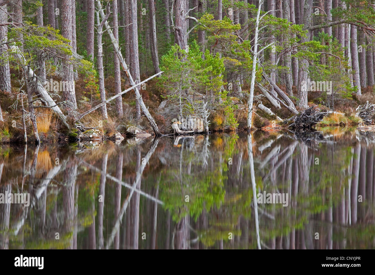 Wald spiegelt sich malerisch in Loch Mallachie, Vereinigtes Königreich, Schottland Stockfoto