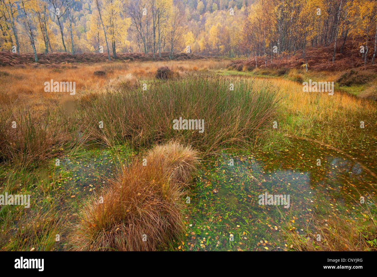 gemeinsamen Birke, Birke, Europäische weiße Birke, weiß-Birke (Betula Pendel, Betula Alba) Feuchtgebiet umgeben von Birkenwald im Herbst Färbung, Großbritannien, Schottland Stockfoto