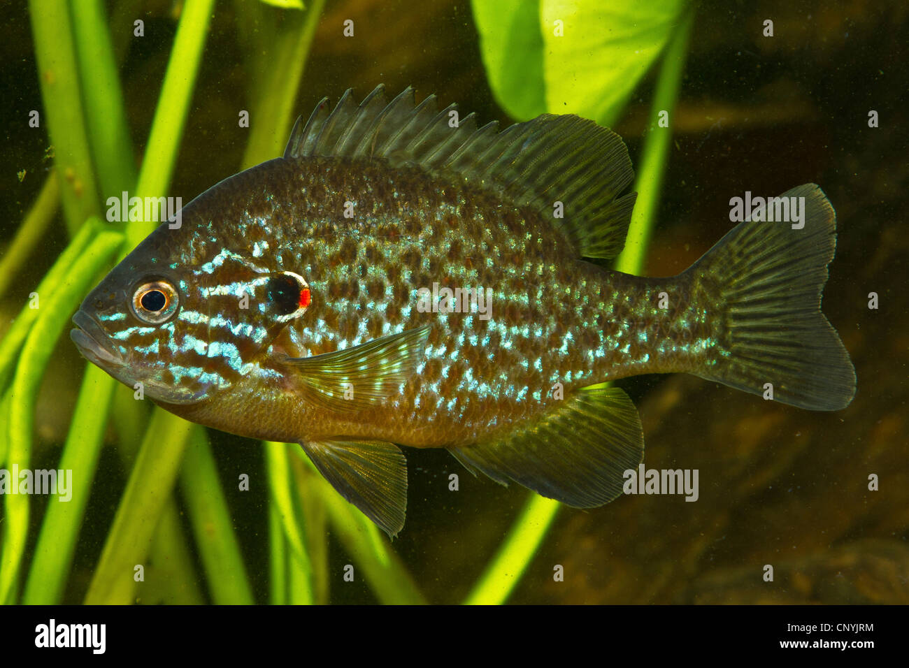 Kürbis-Samen Sunfish, Pumpkinseed (Lepomis Gibbosus), Männlich Stockfoto