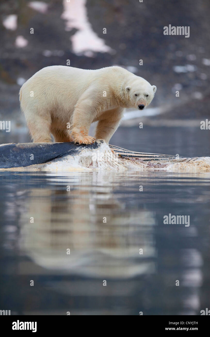 Eisbär (Ursus Maritimus), stehend auf einem Toten Wal treiben im Wasser, Norwegen, Svalbard Stockfoto