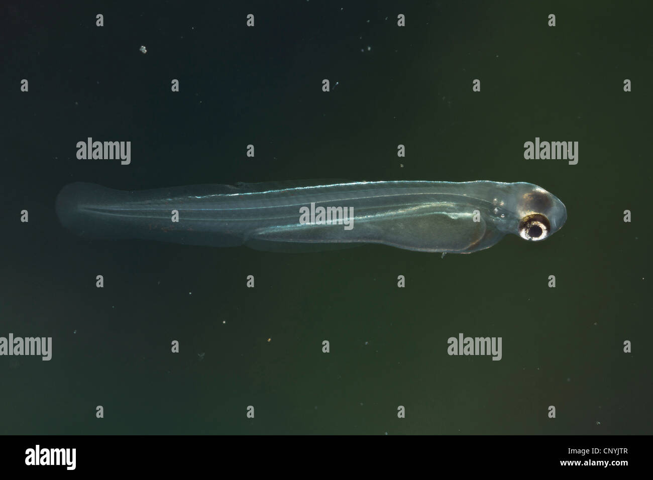 Ukelei (Alburnus Alburnus), Larve Stockfotografie Alamy