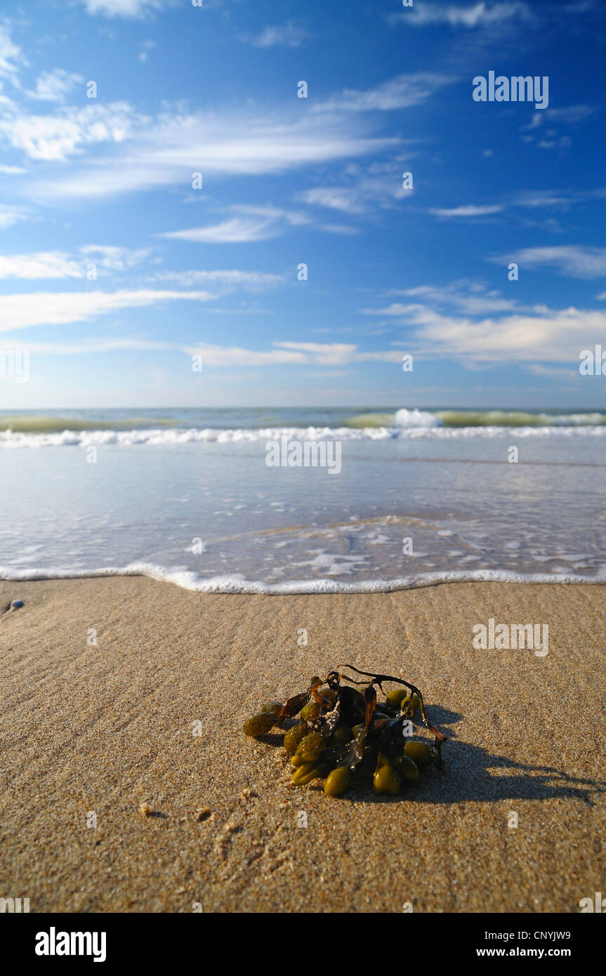 Blasentang (Fucus Vesiculosus), Algen am Sandstrand, Niederlande Stockfoto