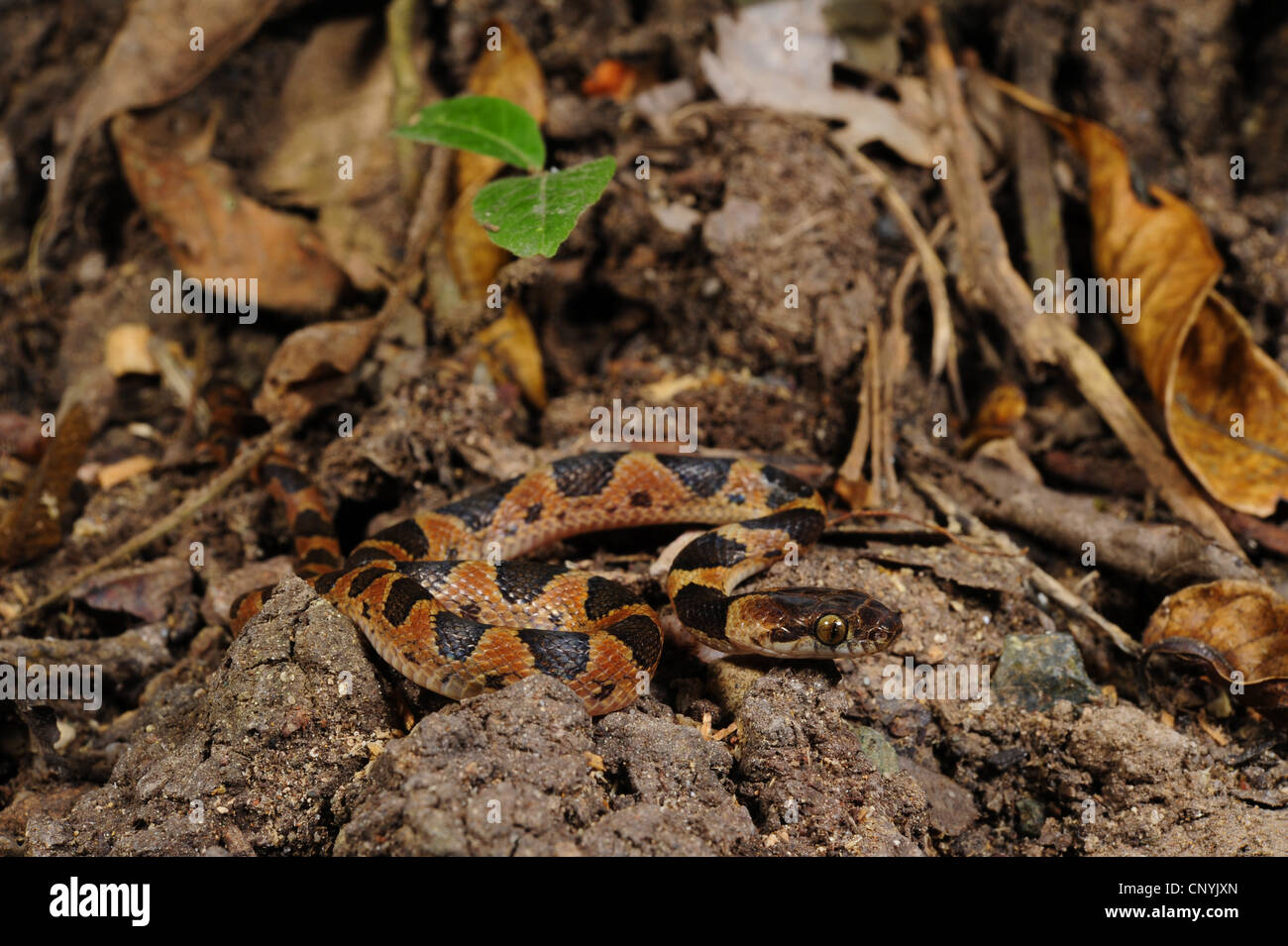 Machete Savane, Cat-eyed Nacht Schlange (Leptodeira meistens), auf Wald Boden, Honduras, Copan Stockfoto