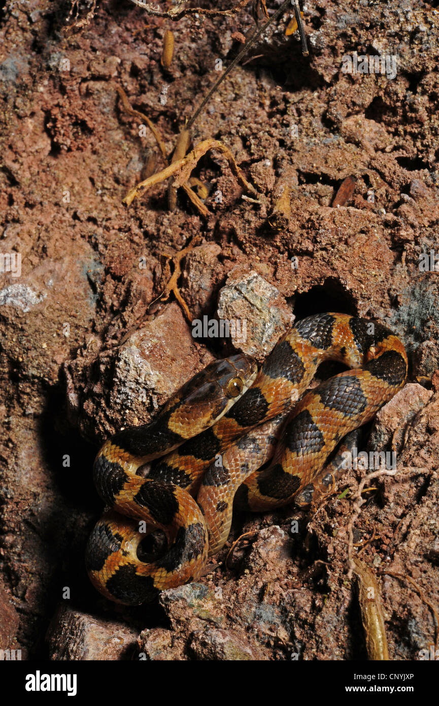 Machete Savane, Cat-eyed Nacht Schlange (Leptodeira meistens), auf Wald Boden, Honduras, Copan Stockfoto