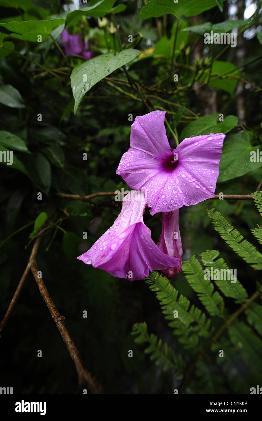 rosa Blume Ackerwinde, Honduras, Pico Bonito, Pico Bonito Nationalpark Stockfoto