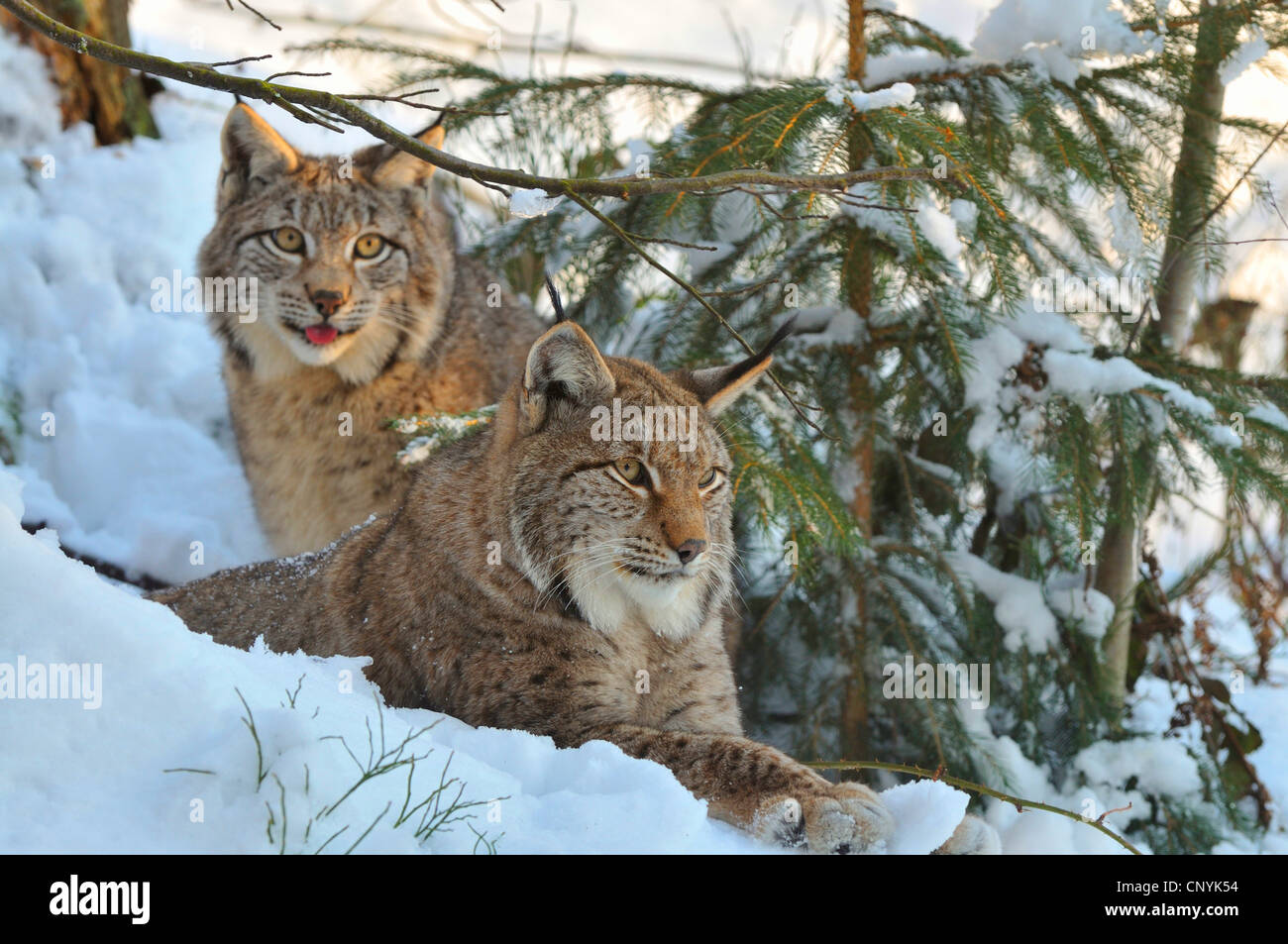 Eurasischer Luchs (Lynx Lynx), Welpen im Winter, Deutschland Stockfoto