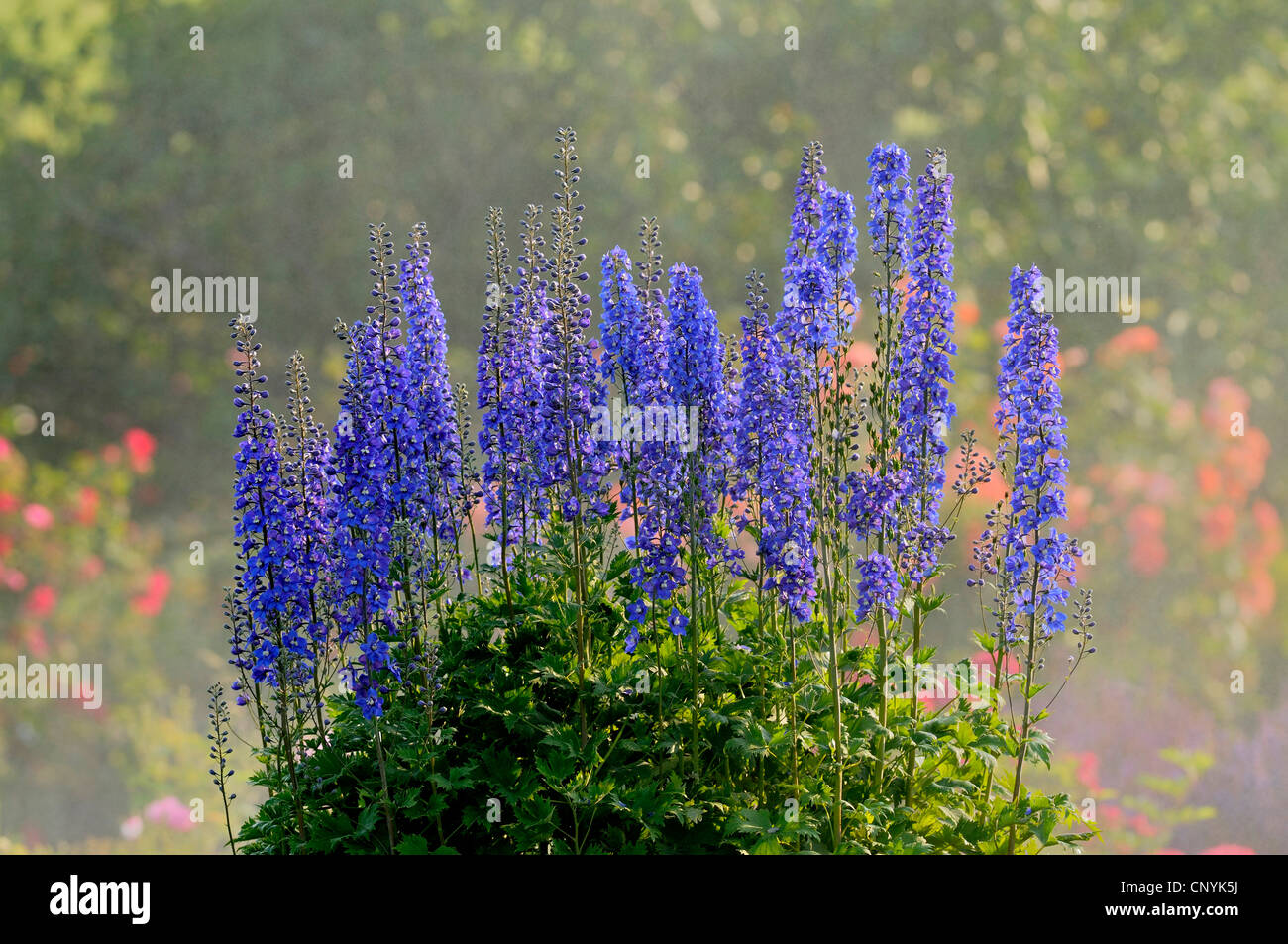 Rittersporn (Delphinium spec.), blühen, Deutschland Stockfoto