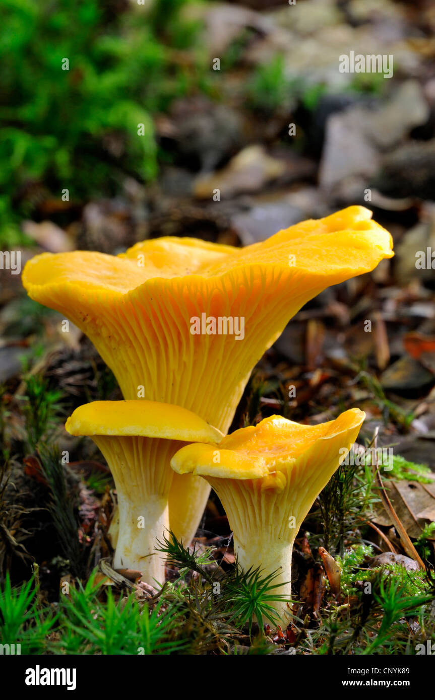 Pfifferlinge (Eierschwämmen Cibarius), Deutschland, Nordrhein-Westfalen Stockfoto