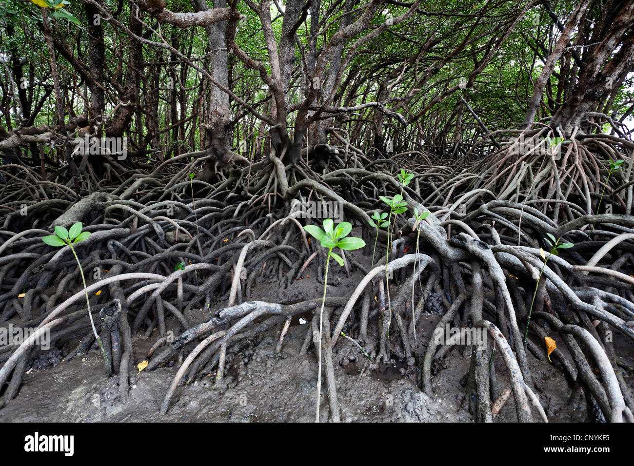 Mangroven auf der Kap-York-Halbinsel, Australien, Queensland Stockfoto