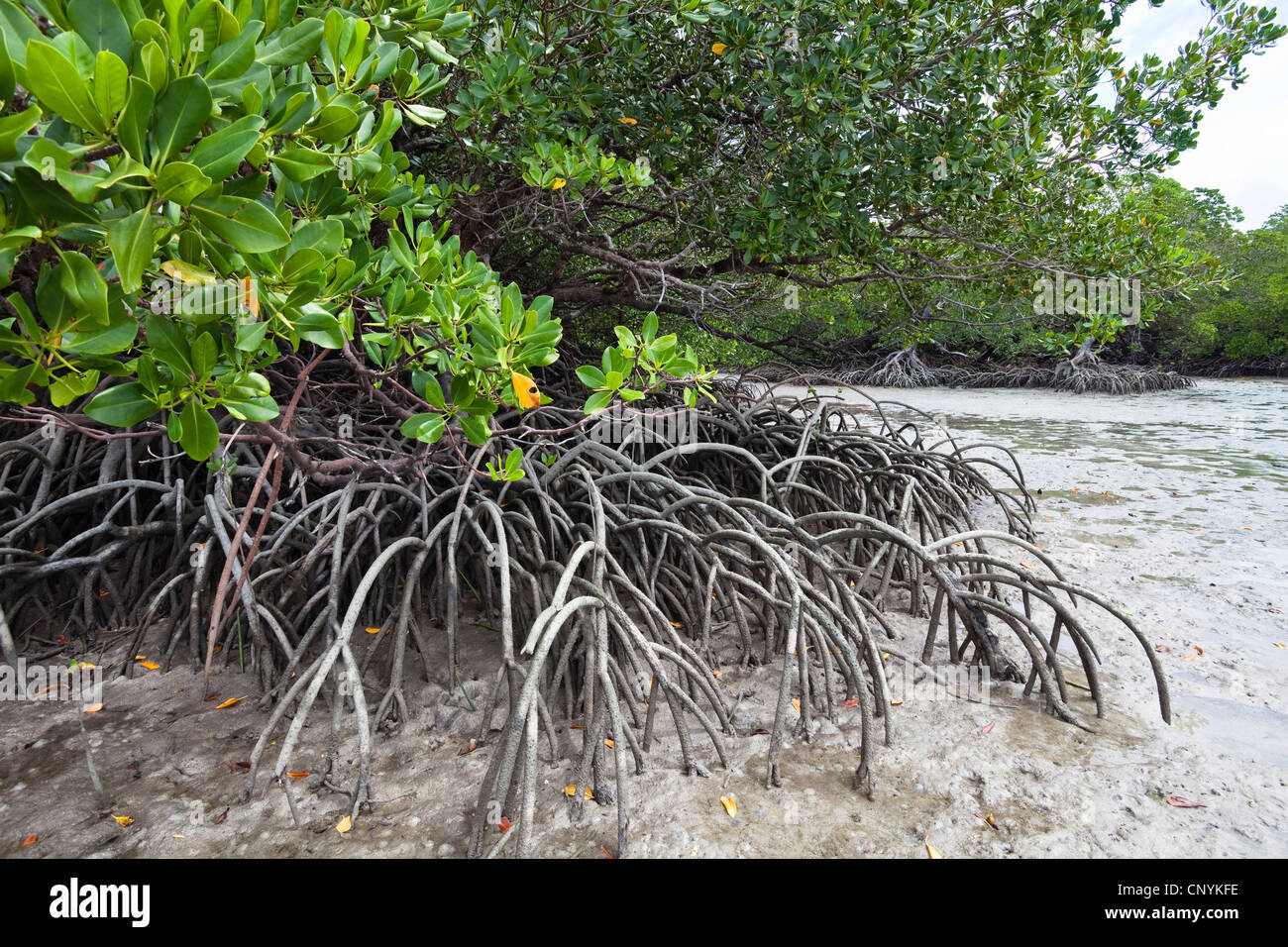 Mangroven auf der Kap-York-Halbinsel, Australien, Queensland Stockfoto