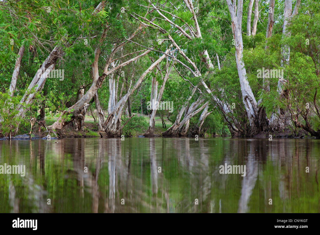 leichte Bäume am Ufer des Flusses Coen River, Australien, Queensland, Cape York Halbinsel Stockfoto