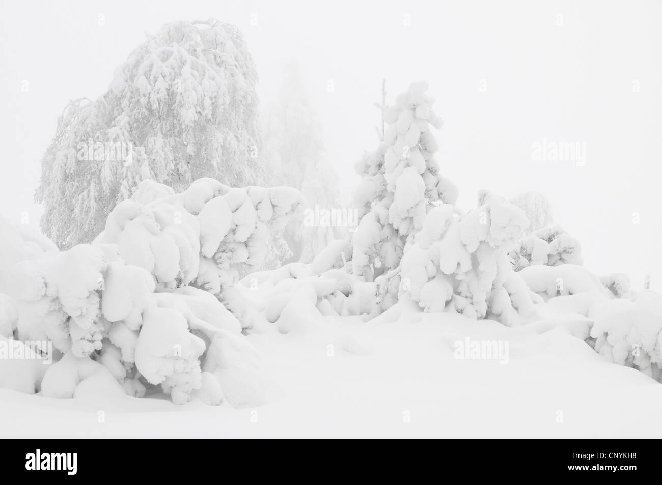 Schnee bedeckte Bäume im Nebel, Deutschland Stockfoto