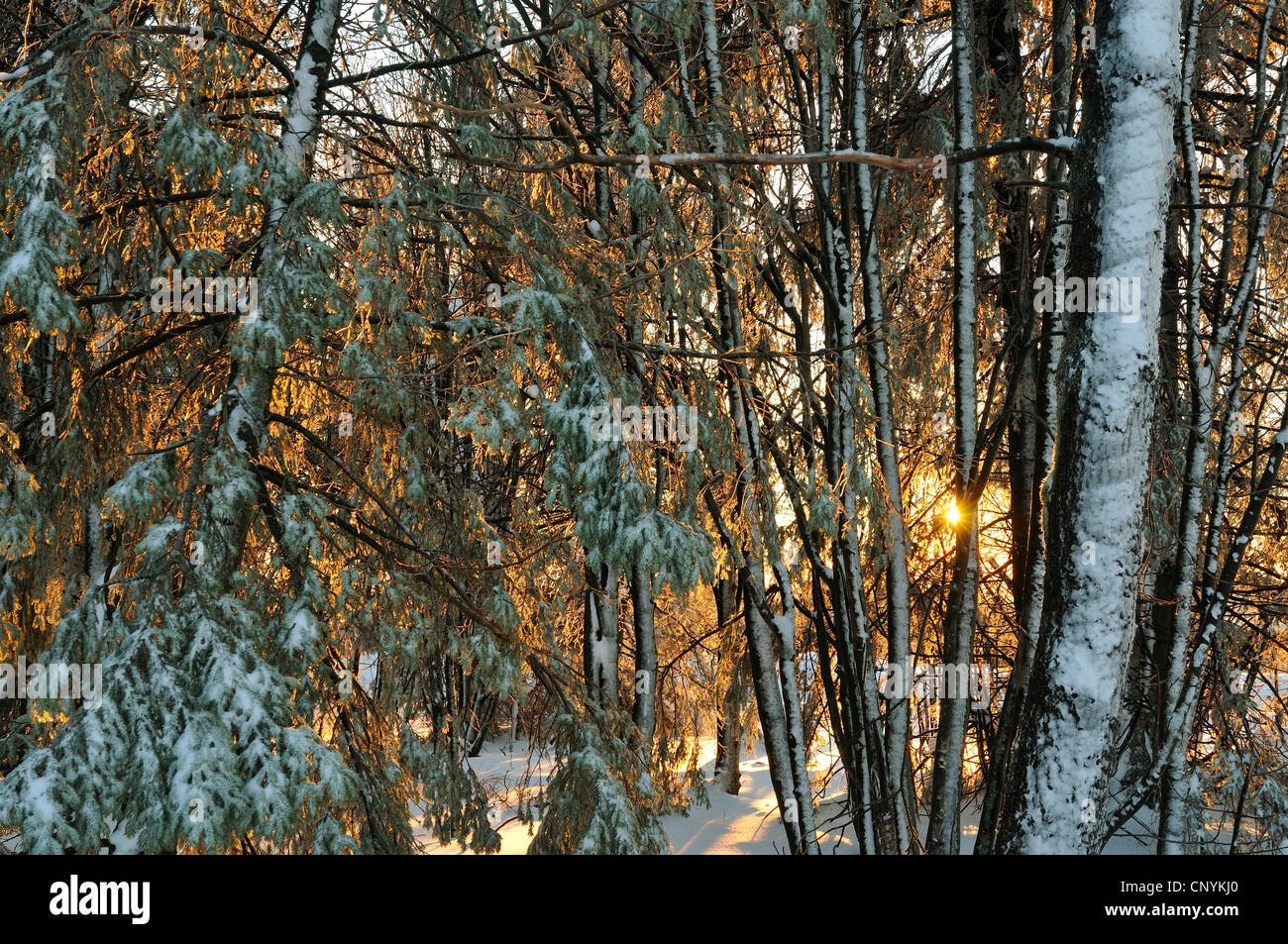 Morgen-Stimmung im Winterwald, Deutschland Stockfoto