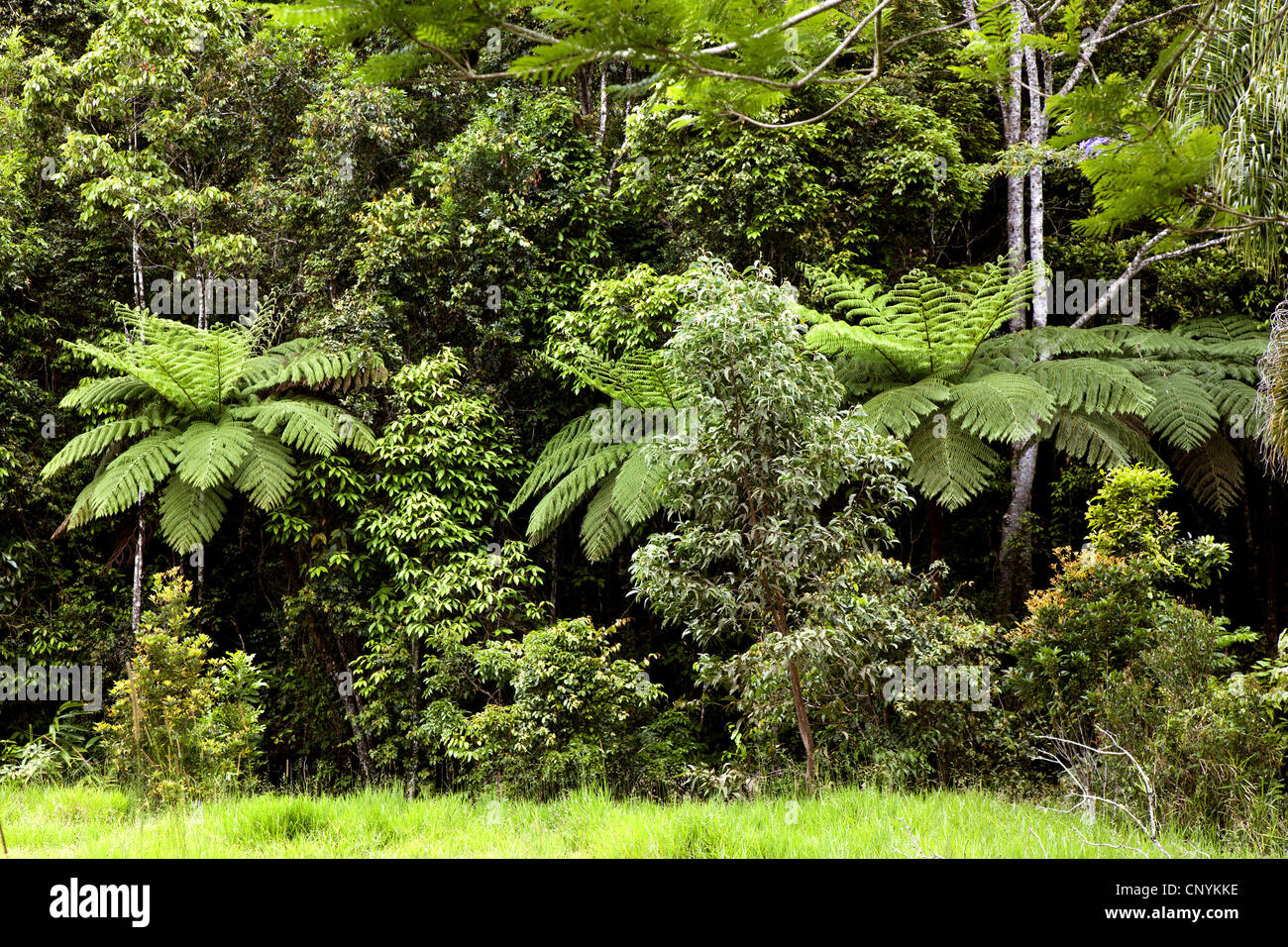 Regenwald mit Baumfarnen, Australien, Queensland, Atherton Tablelands Stockfoto