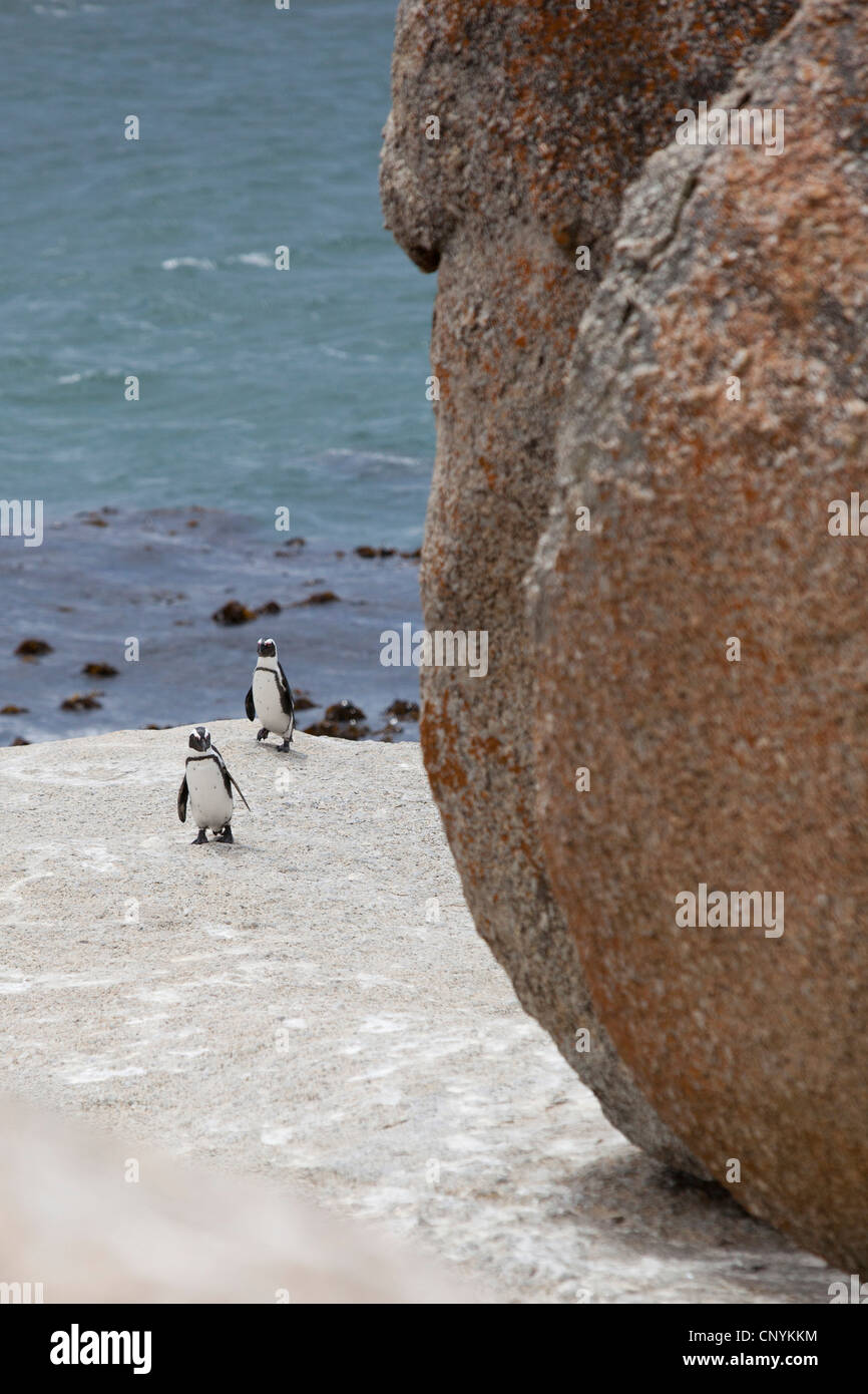 Einige Pinguin zu Fuß entlang der großen Felsbrocken am Boulders Beach, Simons Town, Südafrika. Stockfoto