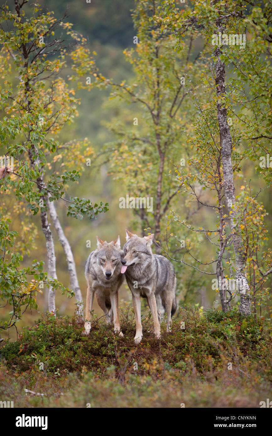 Europäische graue Wolf (Canis Lupus Lupus), zwei Tiere, stehend auf einem Hügel mit grünen Pflanzen überwuchert Stockfoto