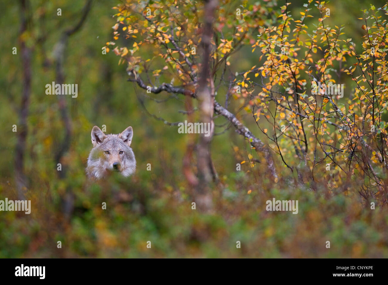 Europäische graue Wolf (Canis Lupus Lupus), in junge Birkenwald Stockfoto