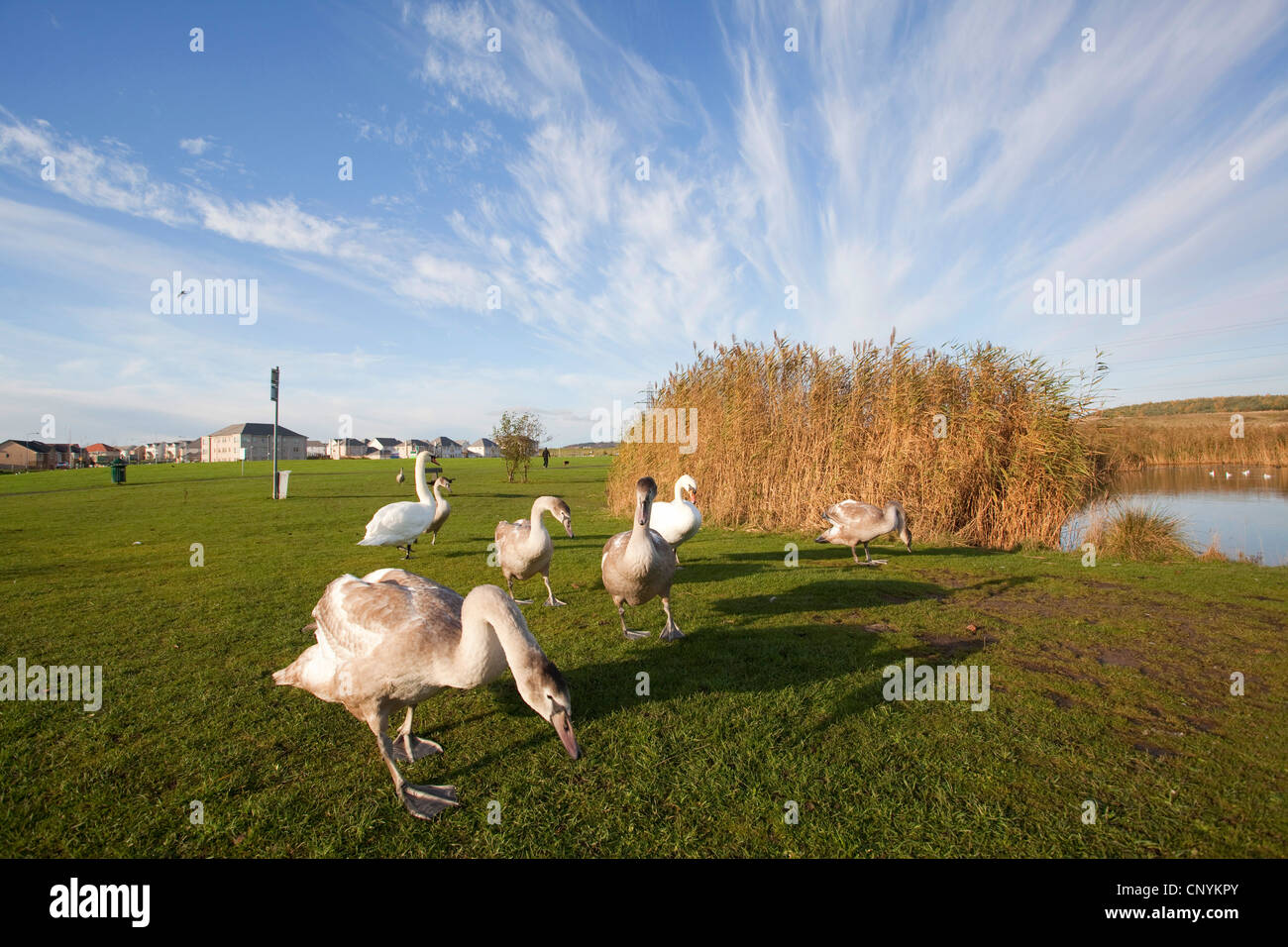 Höckerschwan (Cygnus Olor), Gruppe am Seeufer in der Stadt Park, Großbritannien, Schottland, Fife Stockfoto