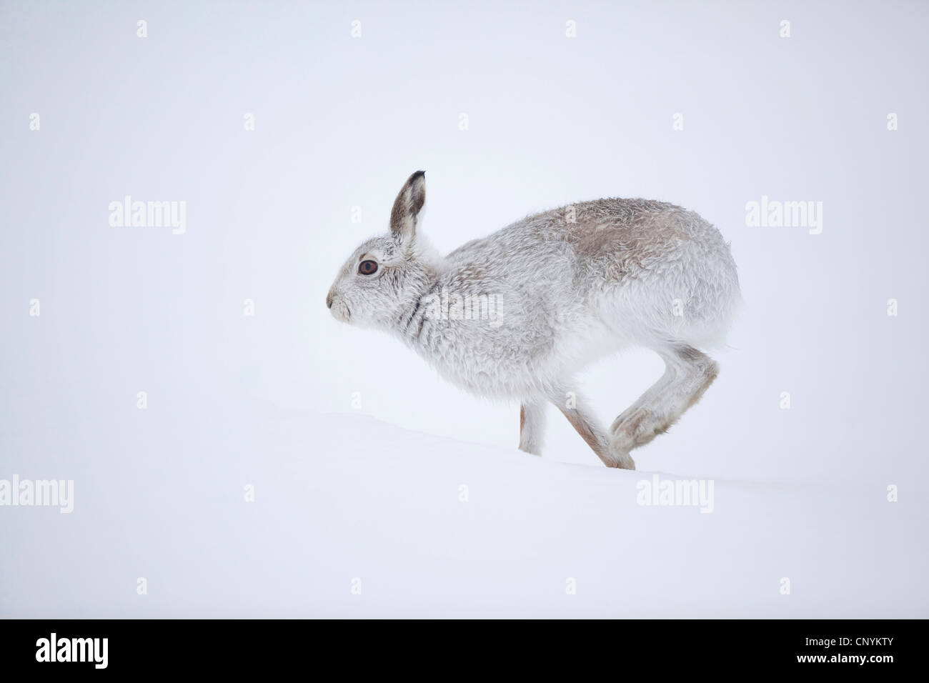 blauer Hase, Schneehase, weißen Hasen, eurasische arktische Hasen (Lepus Timidus), laufen im Schnee im Winter Fell Stockfoto