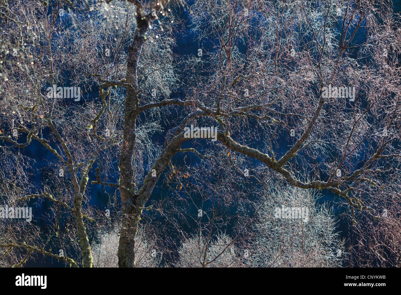 Birke (Betula spec.), Matt Birken an kalten Wintertag, Großbritannien, Schottland, Glen Affric National Nature Reserve Stockfoto