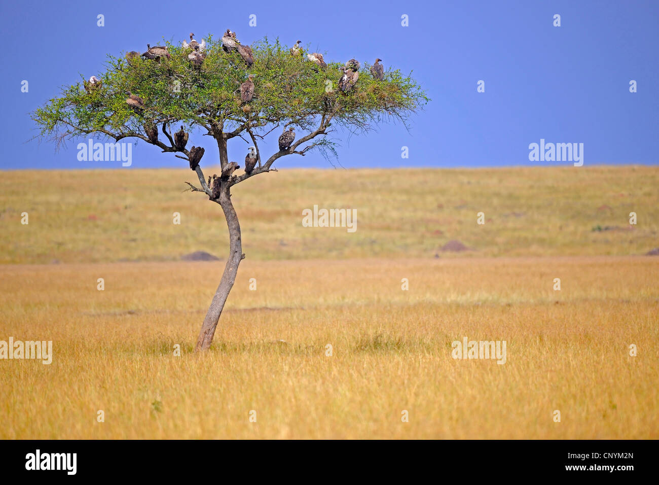 Regenschirm Thorn Akazie, Regenschirm-Akazie (Acacia Tortilis), verschiedene Geierarten auf einer Akazie Stockfoto