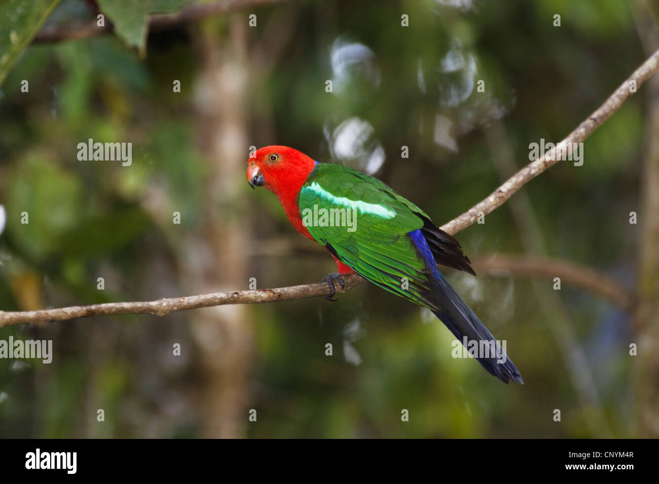Australische König Papagei (Alisterus Scapularis), Männlich, Australien, Queensland, Atherton Tablelands Stockfoto