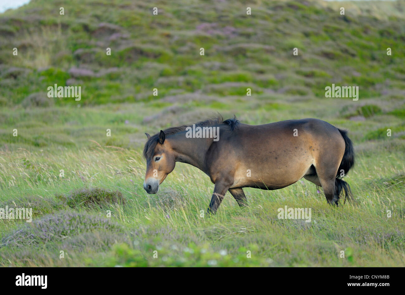 inländische Pferd (Equus Przewalskii F. Caballus), Exmoor-Pony Beweidung in den Dünen, Norden der Niederlande, Niederlande, Texel, Niederlande Stockfoto