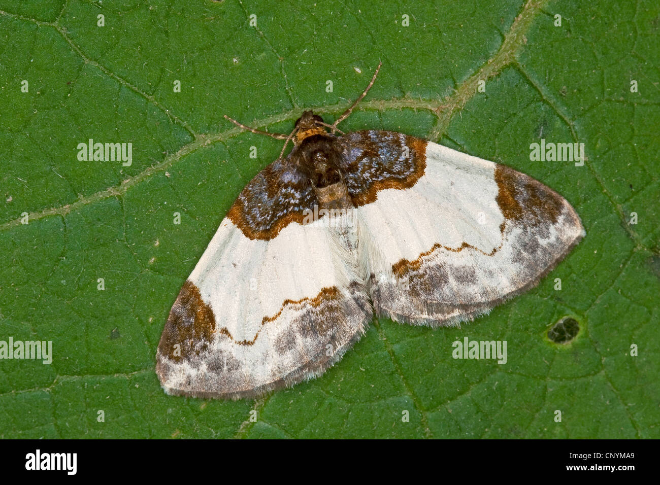 Schöner Teppich (Mesoleuca Albicillata, Cidaria Albicillata), sitzt auf einem Blatt, Deutschland Stockfoto