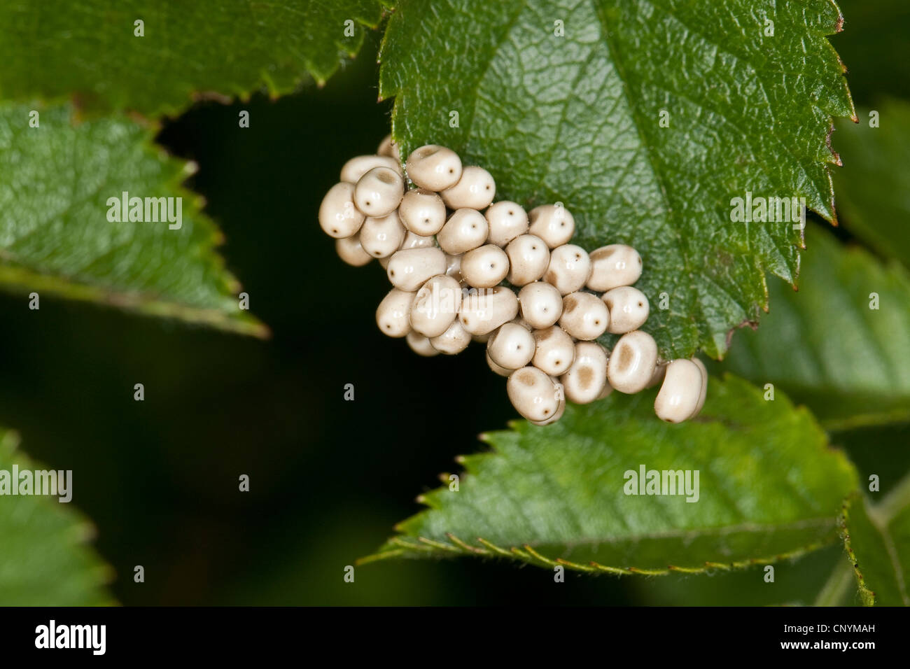 Fox Moth (Macrothylacia Rubi), Insekteneier auf das Blatt der Wildrose Stockfoto