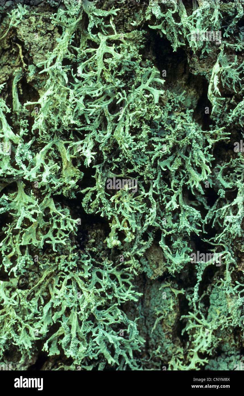 Eichenmoos (Evernia Prunastri), auf der Rinde eines Baumstammes, Deutschland Stockfoto
