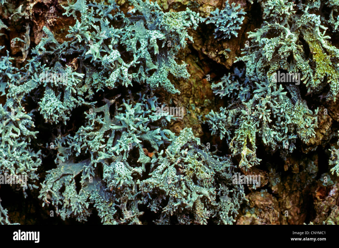 Eichenmoos (Evernia Prunastri), auf der Rinde eines Baumstammes, Deutschland Stockfoto